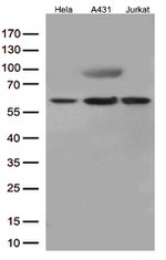 JNK3 (MAPK10) Antibody in Western Blot (WB)