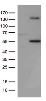 JNK3 (MAPK10) Antibody in Western Blot (WB)