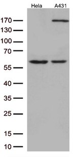 JNK3 (MAPK10) Antibody in Western Blot (WB)