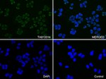 KAP1 (TRIM28) Antibody in Immunocytochemistry (ICC/IF)