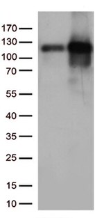 KAP1 (TRIM28) Antibody in Western Blot (WB)