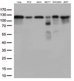 KAP1 (TRIM28) Antibody in Western Blot (WB)