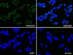 KAP1 (TRIM28) Antibody in Immunocytochemistry (ICC/IF)