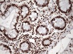 KAP1 (TRIM28) Antibody in Immunohistochemistry (Paraffin) (IHC (P))