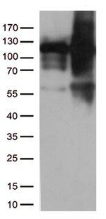 KAP1 (TRIM28) Antibody in Western Blot (WB)