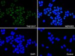 KAP1 (TRIM28) Antibody in Immunocytochemistry (ICC/IF)