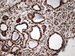 KAP1 (TRIM28) Antibody in Immunohistochemistry (Paraffin) (IHC (P))