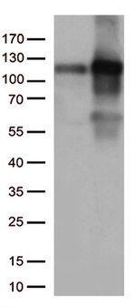 KAP1 (TRIM28) Antibody in Western Blot (WB)