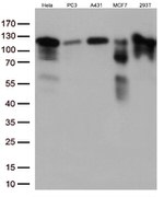 KAP1 (TRIM28) Antibody in Western Blot (WB)