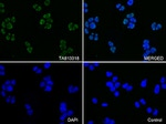 KAP1 (TRIM28) Antibody in Immunocytochemistry (ICC/IF)