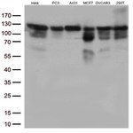 KAP1 (TRIM28) Antibody in Western Blot (WB)