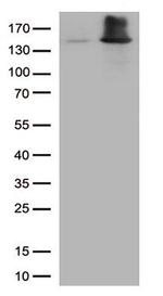 EEA1 Antibody in Western Blot (WB)