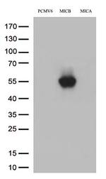 MICB Antibody in Western Blot (WB)