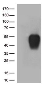 SLAMF7 Antibody in Western Blot (WB)