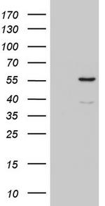 CFLAR Antibody in Western Blot (WB)