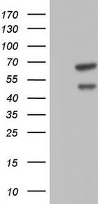 CFLAR Antibody in Western Blot (WB)