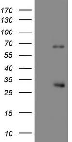 CFLAR Antibody in Western Blot (WB)