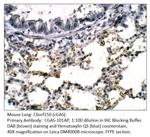 C6orf150 Antibody in Immunohistochemistry (IHC)