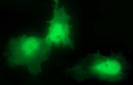 CHAC1 Antibody in Immunocytochemistry (ICC/IF)