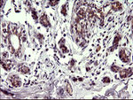 CHAC1 Antibody in Immunohistochemistry (Paraffin) (IHC (P))