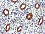 CHAC1 Antibody in Immunohistochemistry (Paraffin) (IHC (P))