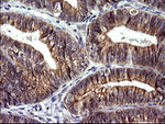 CHAC1 Antibody in Immunohistochemistry (Paraffin) (IHC (P))