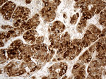 CHCHD10 Antibody in Immunohistochemistry (Paraffin) (IHC (P))