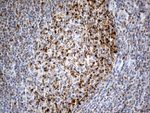 CHCHD10 Antibody in Immunohistochemistry (Paraffin) (IHC (P))