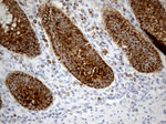 CHCHD10 Antibody in Immunohistochemistry (Paraffin) (IHC (P))