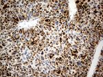 CHCHD10 Antibody in Immunohistochemistry (Paraffin) (IHC (P))