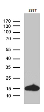 CHCHD10 Antibody in Western Blot (WB)