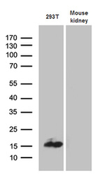 CHCHD10 Antibody in Western Blot (WB)