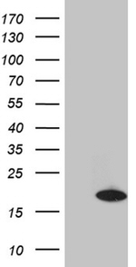 CHCHD10 Antibody in Western Blot (WB)