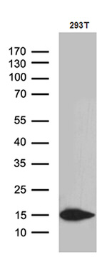 CHCHD10 Antibody in Western Blot (WB)