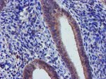 CHCHD5 Antibody in Immunohistochemistry (Paraffin) (IHC (P))