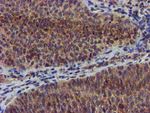 CHCHD5 Antibody in Immunohistochemistry (Paraffin) (IHC (P))