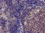 CHCHD5 Antibody in Immunohistochemistry (Paraffin) (IHC (P))