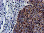 CHCHD5 Antibody in Immunohistochemistry (Paraffin) (IHC (P))