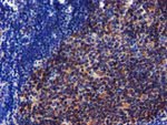 CHCHD5 Antibody in Immunohistochemistry (Paraffin) (IHC (P))