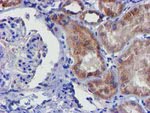 CHCHD5 Antibody in Immunohistochemistry (Paraffin) (IHC (P))