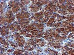 CHCHD5 Antibody in Immunohistochemistry (Paraffin) (IHC (P))