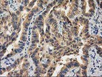 CHCHD5 Antibody in Immunohistochemistry (Paraffin) (IHC (P))