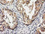 CHCHD5 Antibody in Immunohistochemistry (Paraffin) (IHC (P))