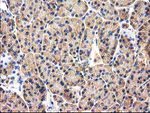 CHCHD5 Antibody in Immunohistochemistry (Paraffin) (IHC (P))