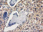 CHCHD5 Antibody in Immunohistochemistry (Paraffin) (IHC (P))