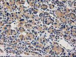 CHCHD5 Antibody in Immunohistochemistry (Paraffin) (IHC (P))