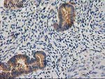 CHCHD5 Antibody in Immunohistochemistry (Paraffin) (IHC (P))