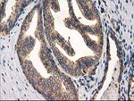 CHCHD5 Antibody in Immunohistochemistry (Paraffin) (IHC (P))