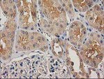 CHCHD5 Antibody in Immunohistochemistry (Paraffin) (IHC (P))