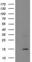 CHCHD5 Antibody in Western Blot (WB)